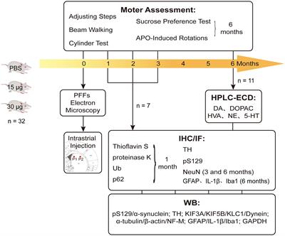 Time-dependent alterations in the rat nigrostriatal system after intrastriatal injection of fibrils formed by α–Syn and tau fragments